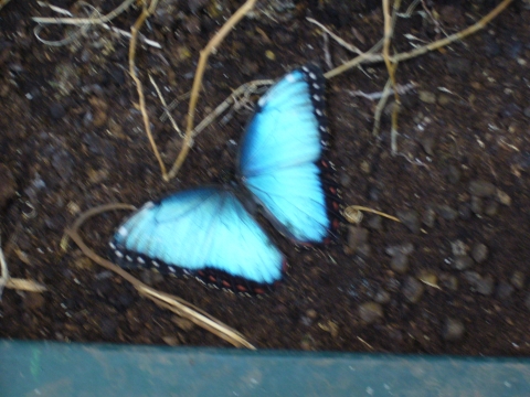 почему полет бабочки бесшумен