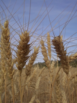 вводные слова. кажется шепчут колосья. кажется шепчут колосья. кажется шепчут колосья друг другу вводное слово. кажется шепчут колосья друг другу синтаксический разбор.