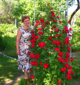 Роза Ольга Фото