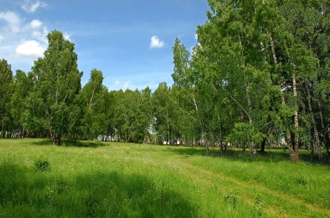 Березовая роща на руси. Яранская березовая роща. Березовая роща рязань. Березовая околица. Березовая околица.