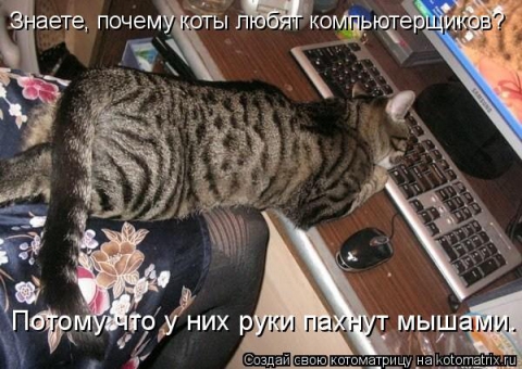 Почему котикам компьютеры