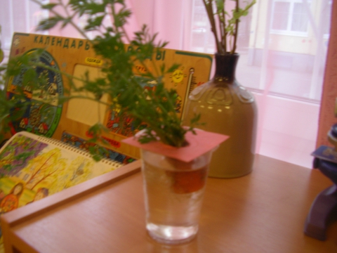 Опыты с морковью. Опыт с верхушкой морковки. Прорастить морковь из моркови. Опыт с морковью в воде. Зачем растениям нужна вода.