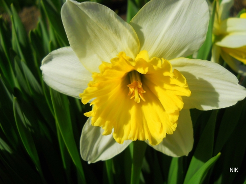 Hope narcissus. Hope narcissus. нарцисс вулканелло. нарцисс книга. Hope narcissus.