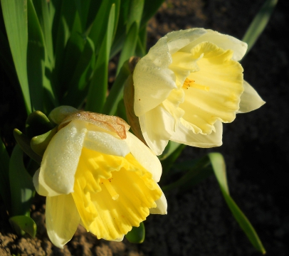 нарцисс книга человек.