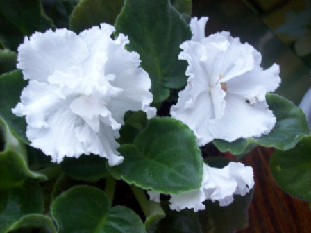 Фиалка белые столбы. Фиалка мотыльковая альбифлора. Фиалка белая магия. Фиалка белоснежная иринка. Фиалка белые столбы.