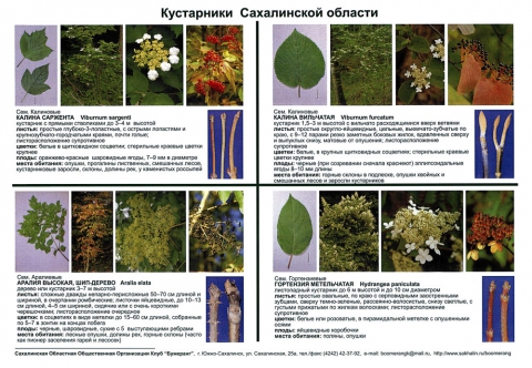 Деревья Татарстана Названия И Фото Листьев