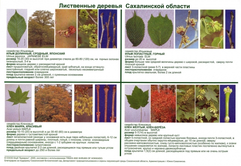 Листья Лиственных Деревьев Фото С Названиями