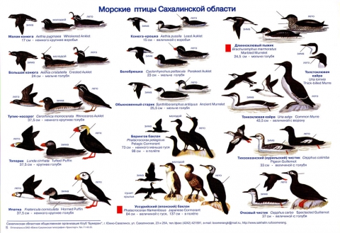 Фото и название птиц моря птицы