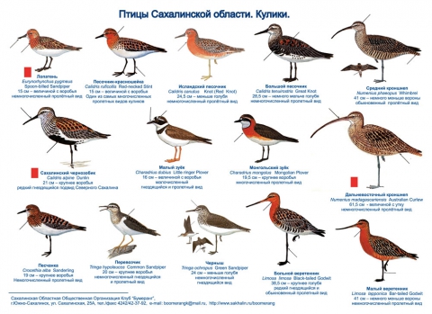 Определение Птицы По Фото