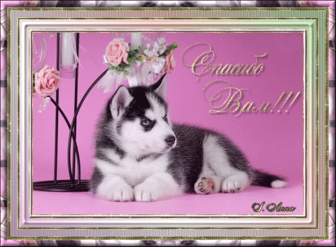 Спасибо за внимание для презентации с собакой