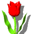 Смайлик тюльпан скопировать. Тюльпаны гиф на прозрачном фоне. Анимация тюльпаны на прозрачном фоне. Тюльпан анимированный прозрачный. Смайл цветок тюльпан.
