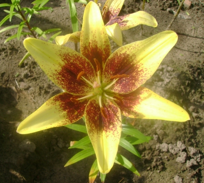 Лилия клуб