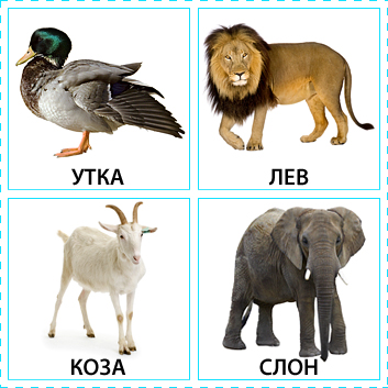 утка лев. утка лев. рыцарь и уточки. резиновая утка лев. тигр и утка.