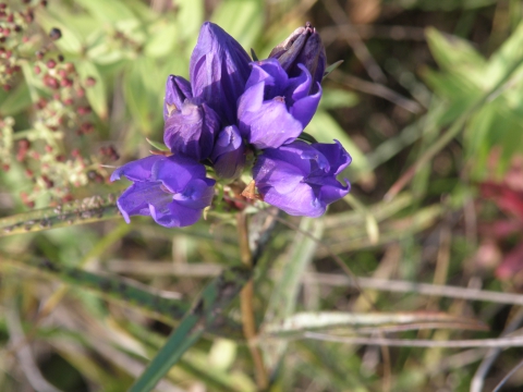 Трава хвоща полевого от чего помогает. Ярутка семейство. Кремнезем в хвощах. Полевей это что. Полевей это что.