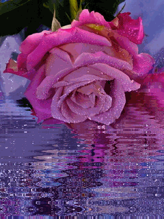 Розовые розы в водички