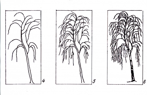 Как рисовать березу 1 класс