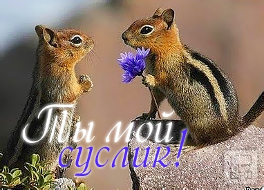Открытки, открытки с сусликами доброе утро