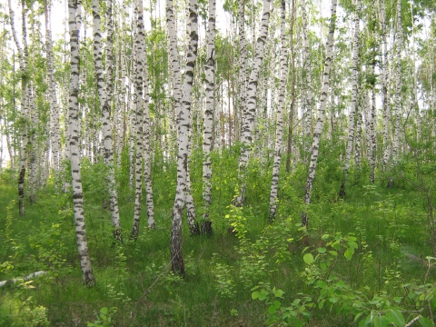 Береза повислая (бородавчатая). Березовая роща томск. Берёзка стихотворение. Снова березка. Снова березка.