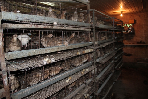 Бизнес план перепелиной фермы на 1000 голов