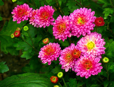 нежные хризантемы с днем рождения. хризантемы песня. хризантема этна. хризантема иваново. хризантема иваново.